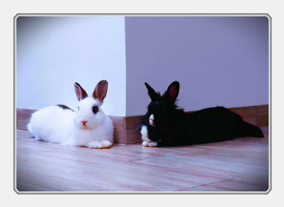 Střípky ze života našich adoptovaných zvířátek