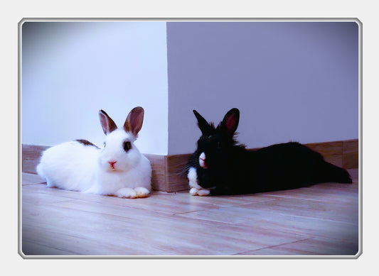 Střípky ze života našich adoptovaných zvířátek